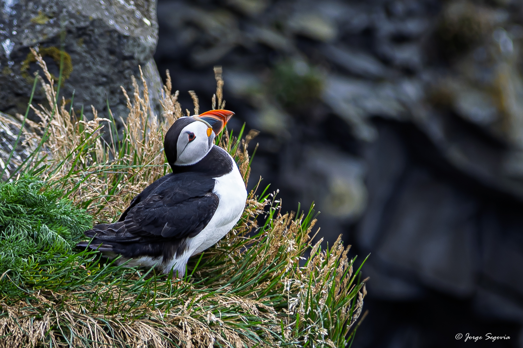 Tirar a un frailecillo por un acantilado…