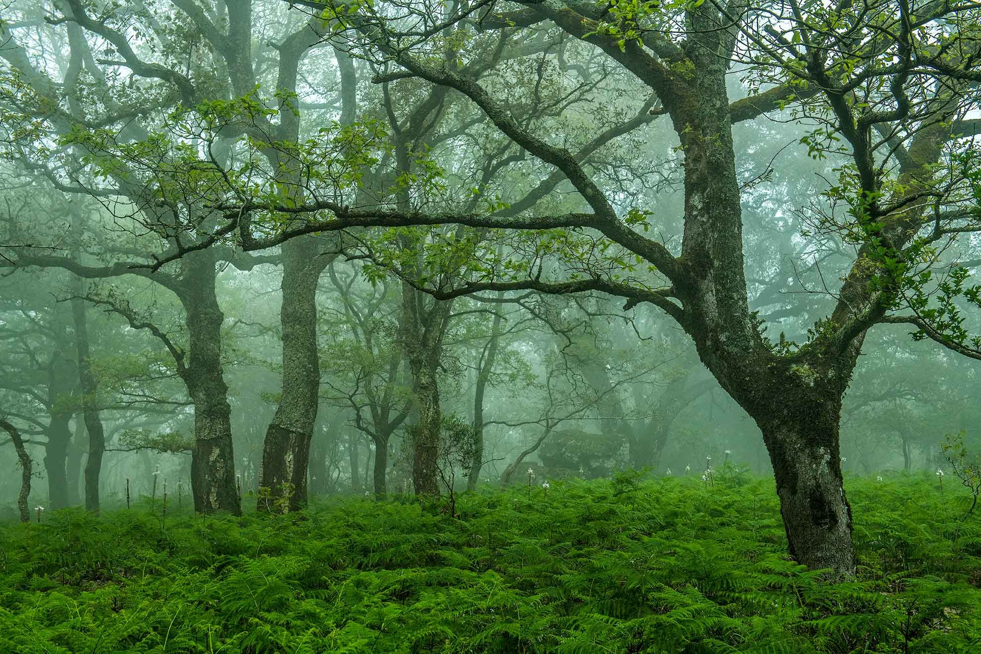 Expedici&oacute;n Fotogr&aacute;fica: El &Uacute;ltimo Bosque Subtropical de Europa